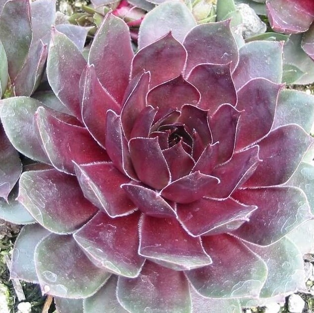 Sempervivum tectorum 'Emerald Empress' - Hens & Chicks (3.5" Pot) - Image 6