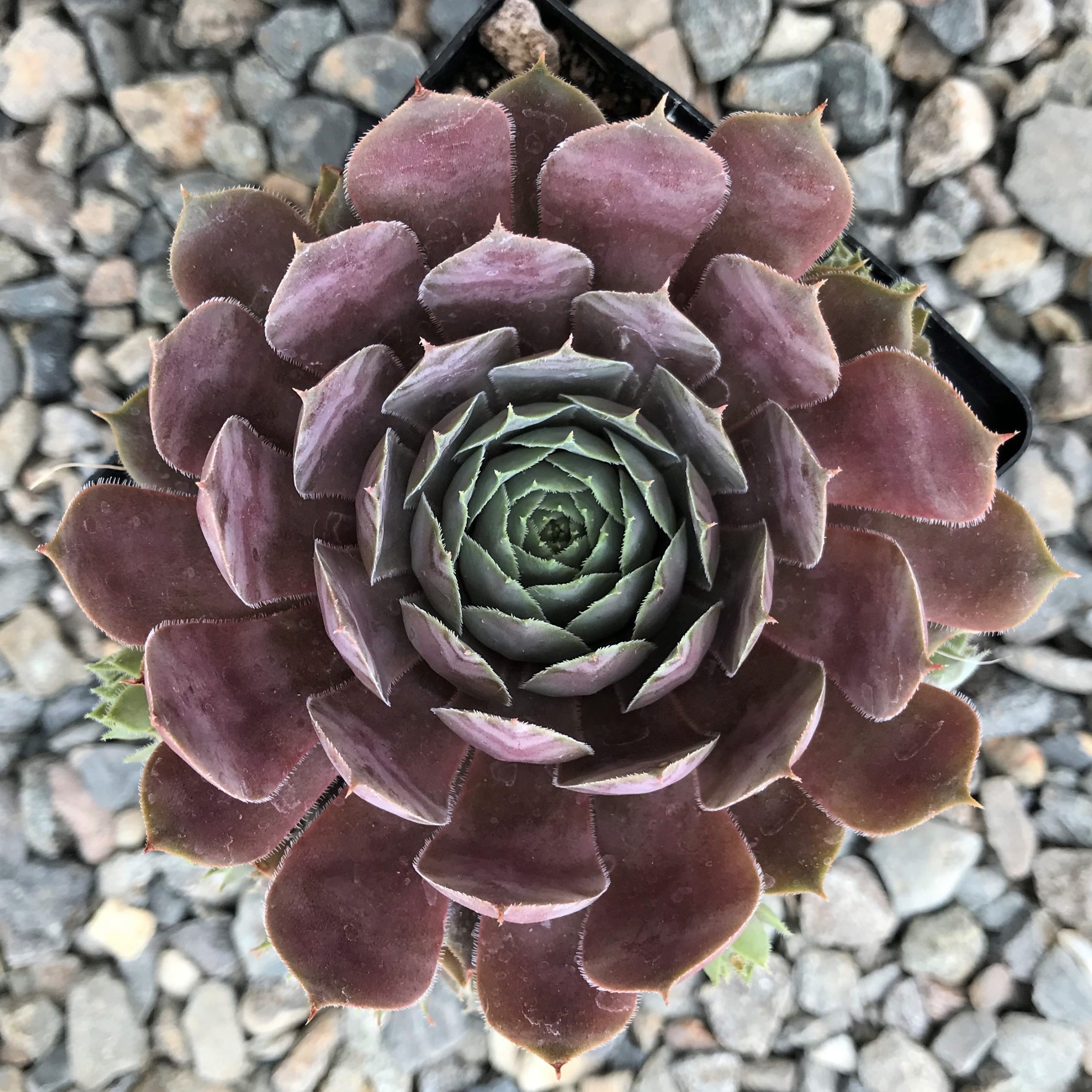 Sempervivum tectorum 'Emerald Empress' - Hens & Chicks (3.5" Pot)