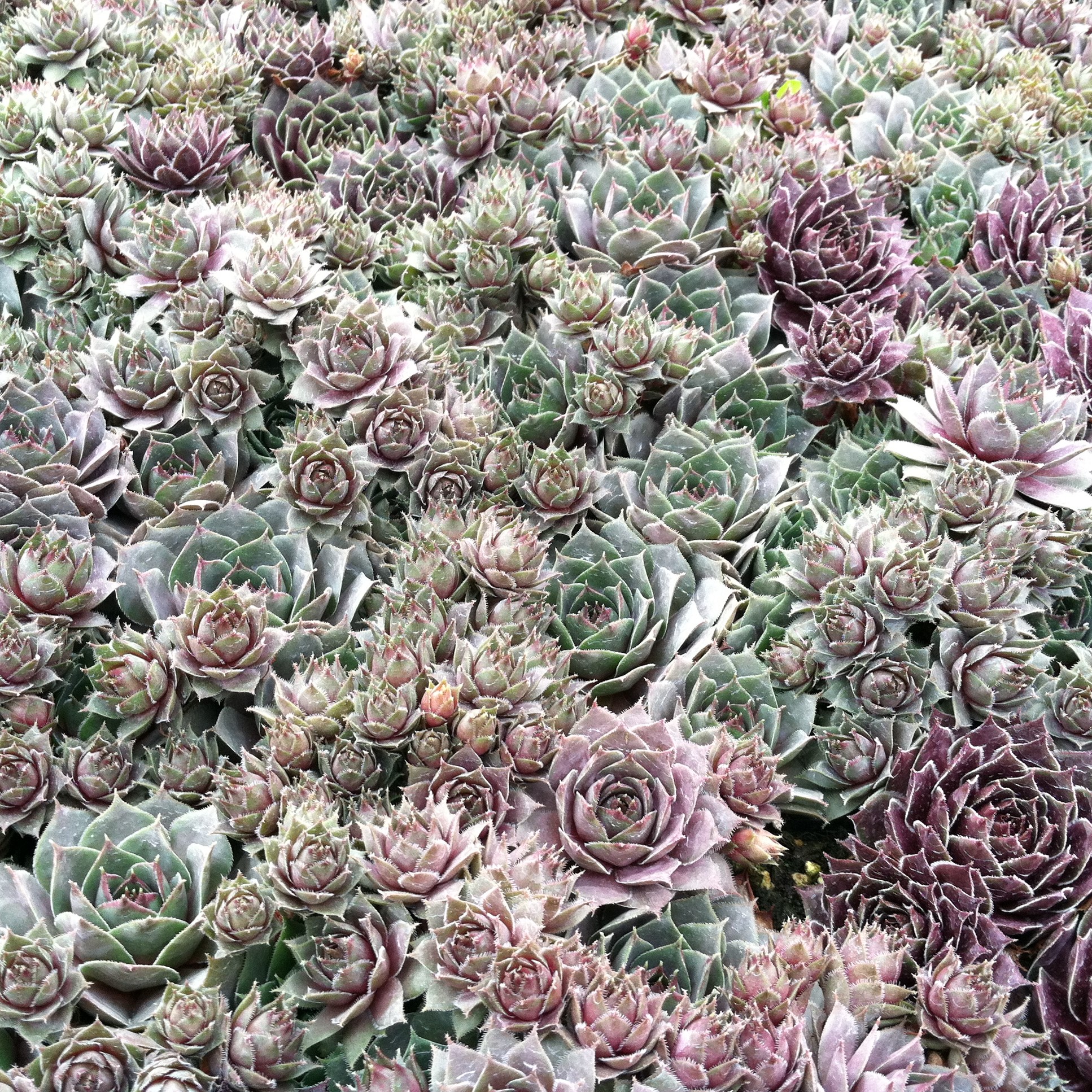 Sempervivum tectorum 'Emerald Empress' - Hens & Chicks (3.5" Pot) - Image 8