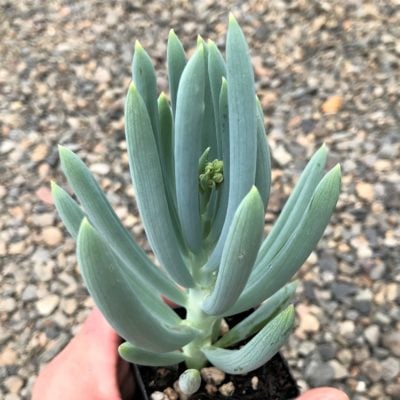 Senecio mandraliscae - Blue Chalksticks (2" Pot)