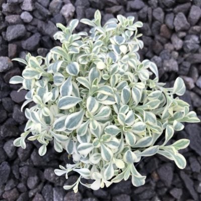 Silene uniflora 'Druett's Variegated' - Sea Campion (3.5" Pot)