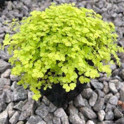 Soleirolia soleirolii 'Aurea' - Golden Baby's Tears (3.5" Pot)
