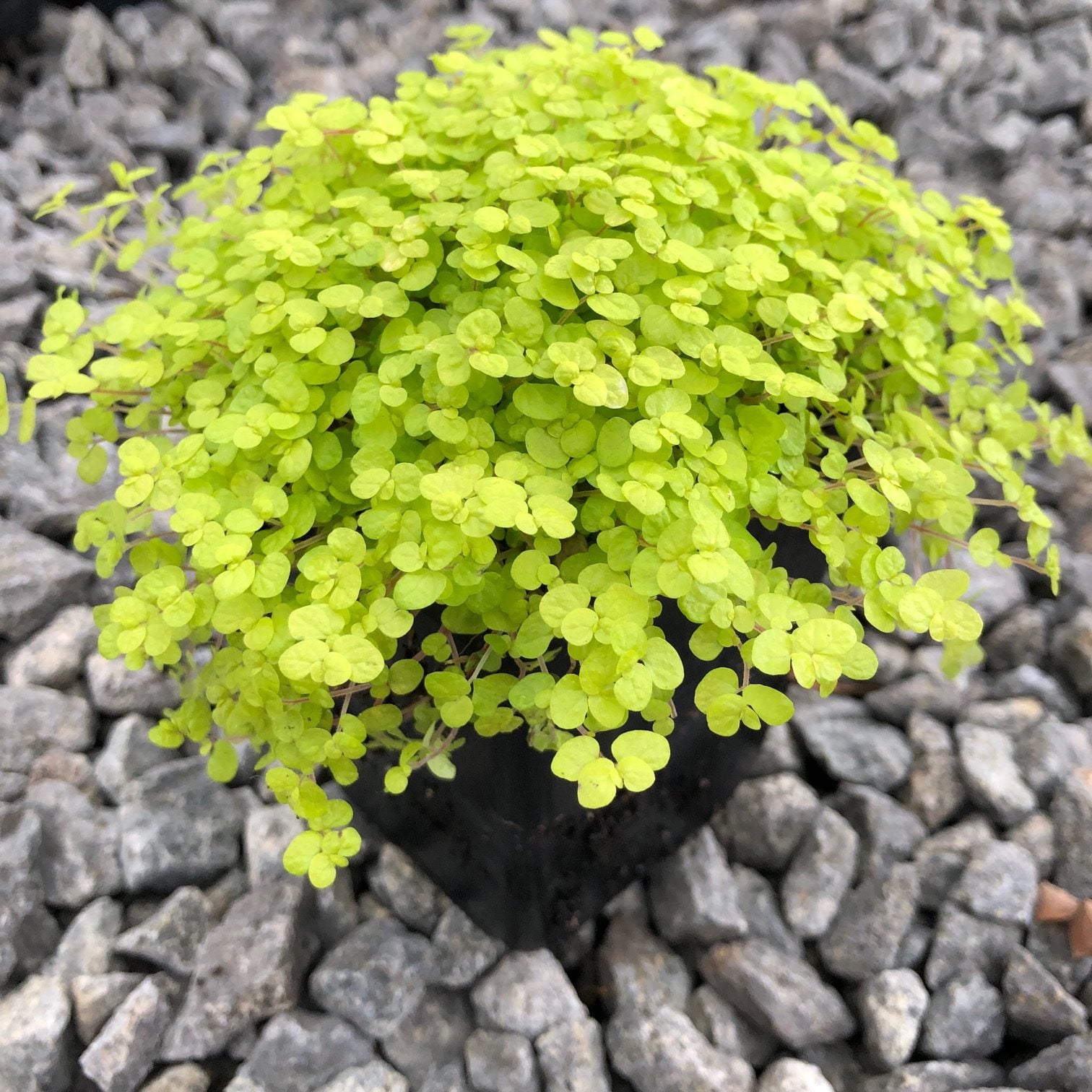 Soleirolia soleirolii 'Aurea' - Golden Baby's Tears (3.5" Pot)