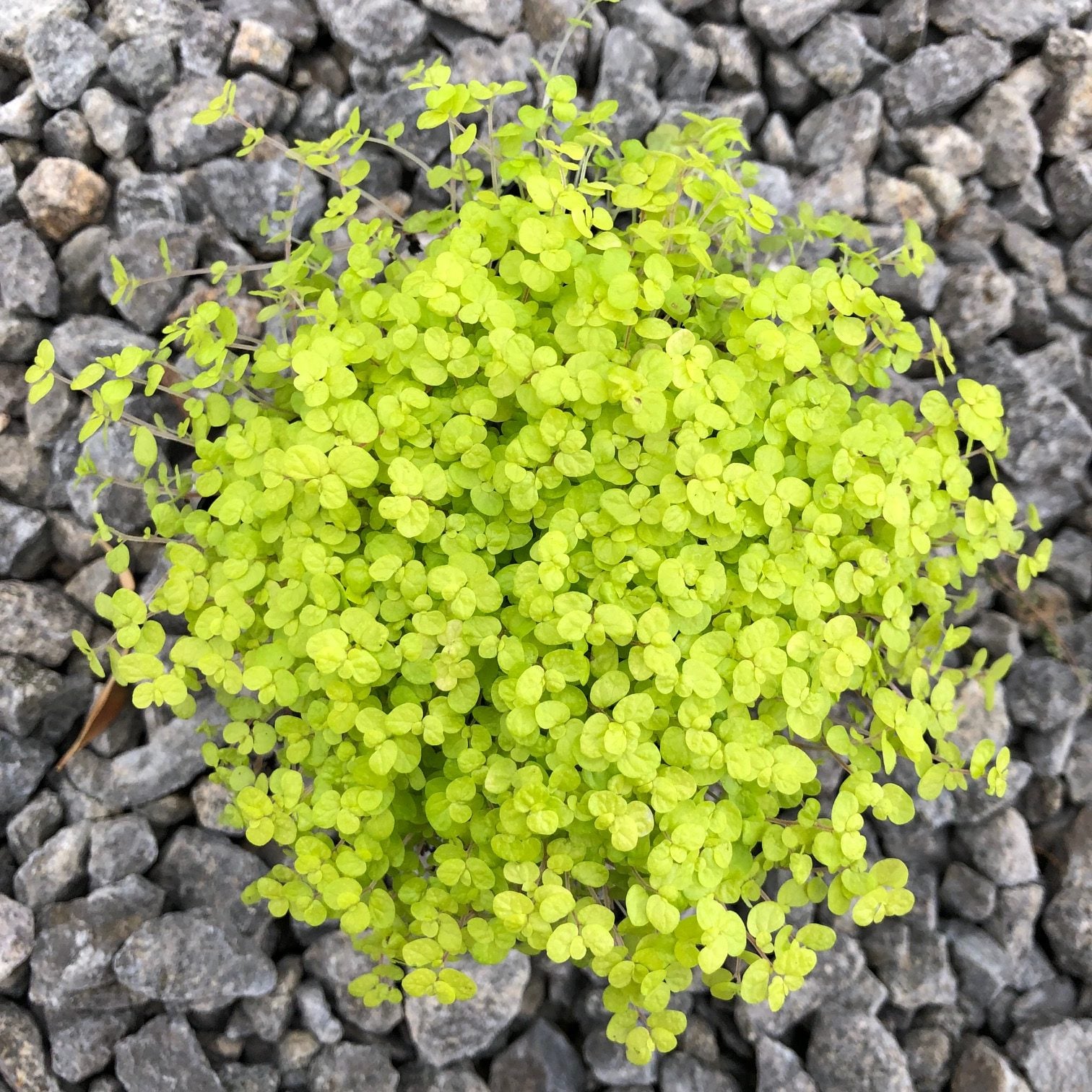 Soleirolia soleirolii 'Aurea' - Golden Baby's Tears (3.5" Pot) - Image 2