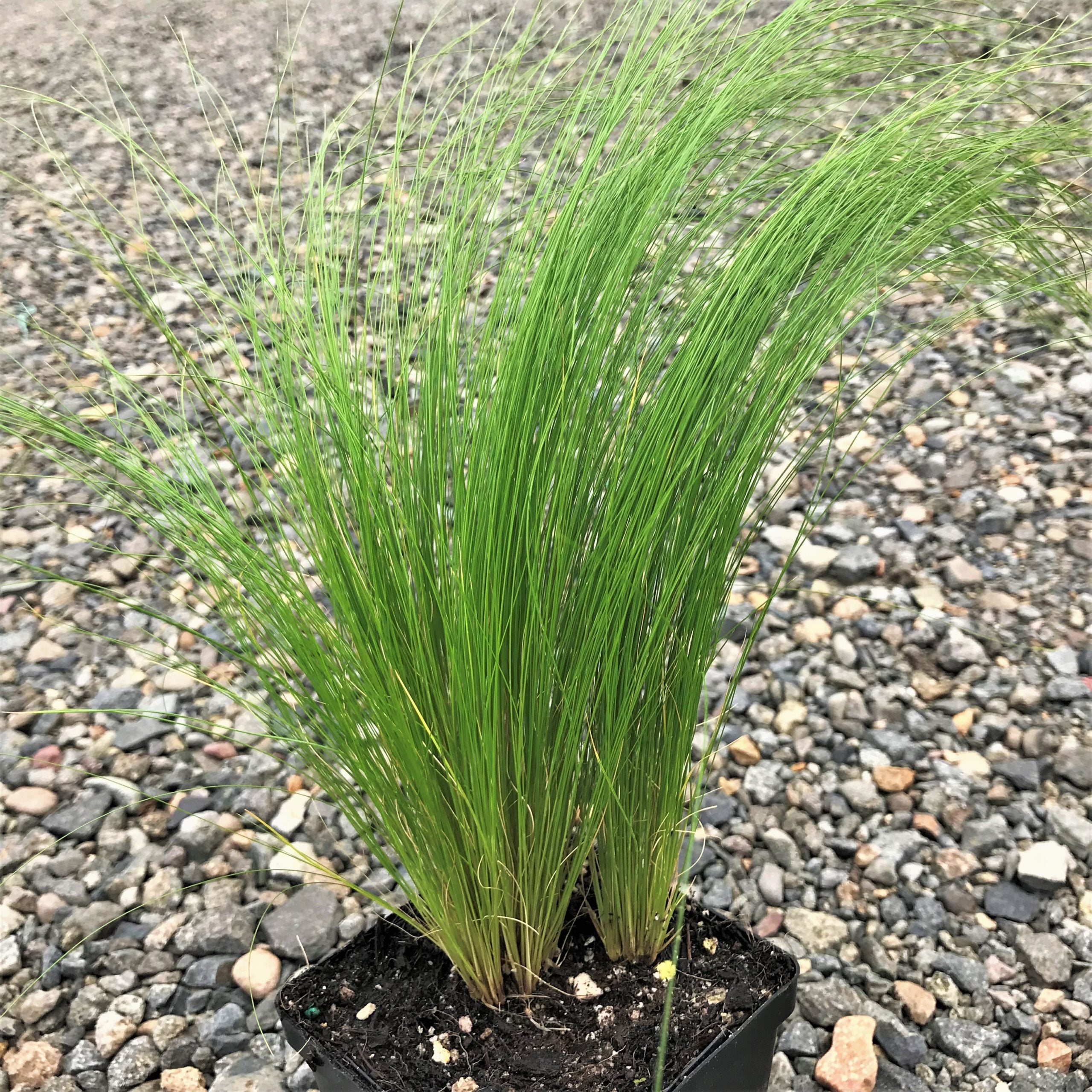 Stipa tenuissima - Mexican Feather Grass (3.5" Pot)