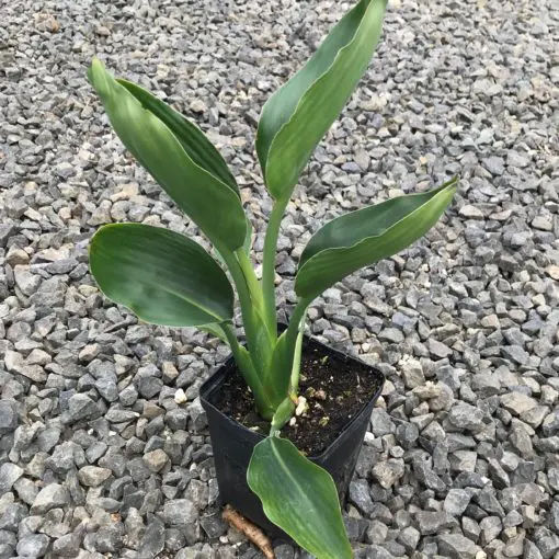 zimmerpflanze 2 m hoch Monstera XL | Monstera deliciosa main image 0