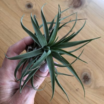Air Plant - Tillandsia brachycaulos v. abdita (One Plant)