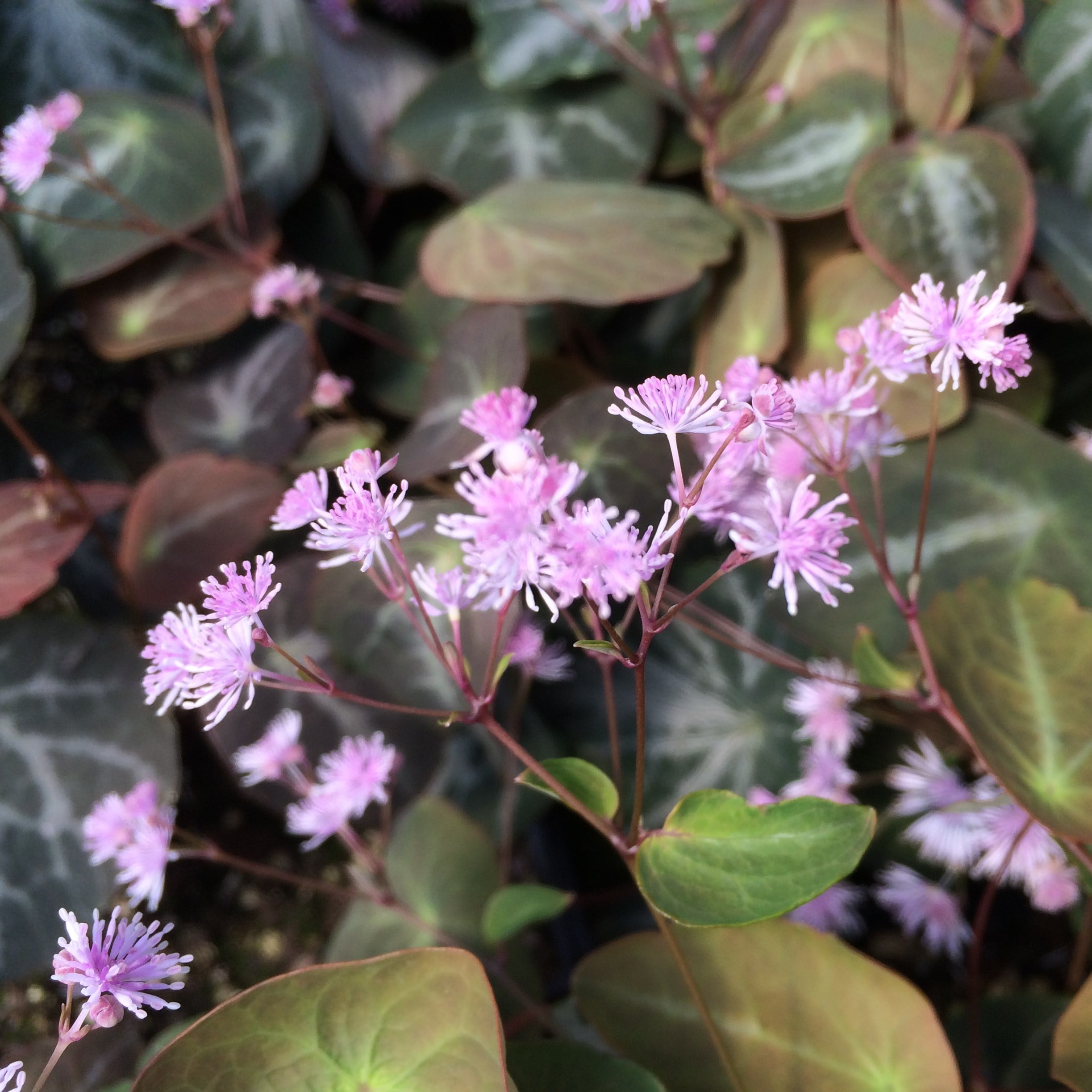 Thalictrum ichangense 'Evening Star Strain' - Meadow Rue (4.5" Pot) - Image 5