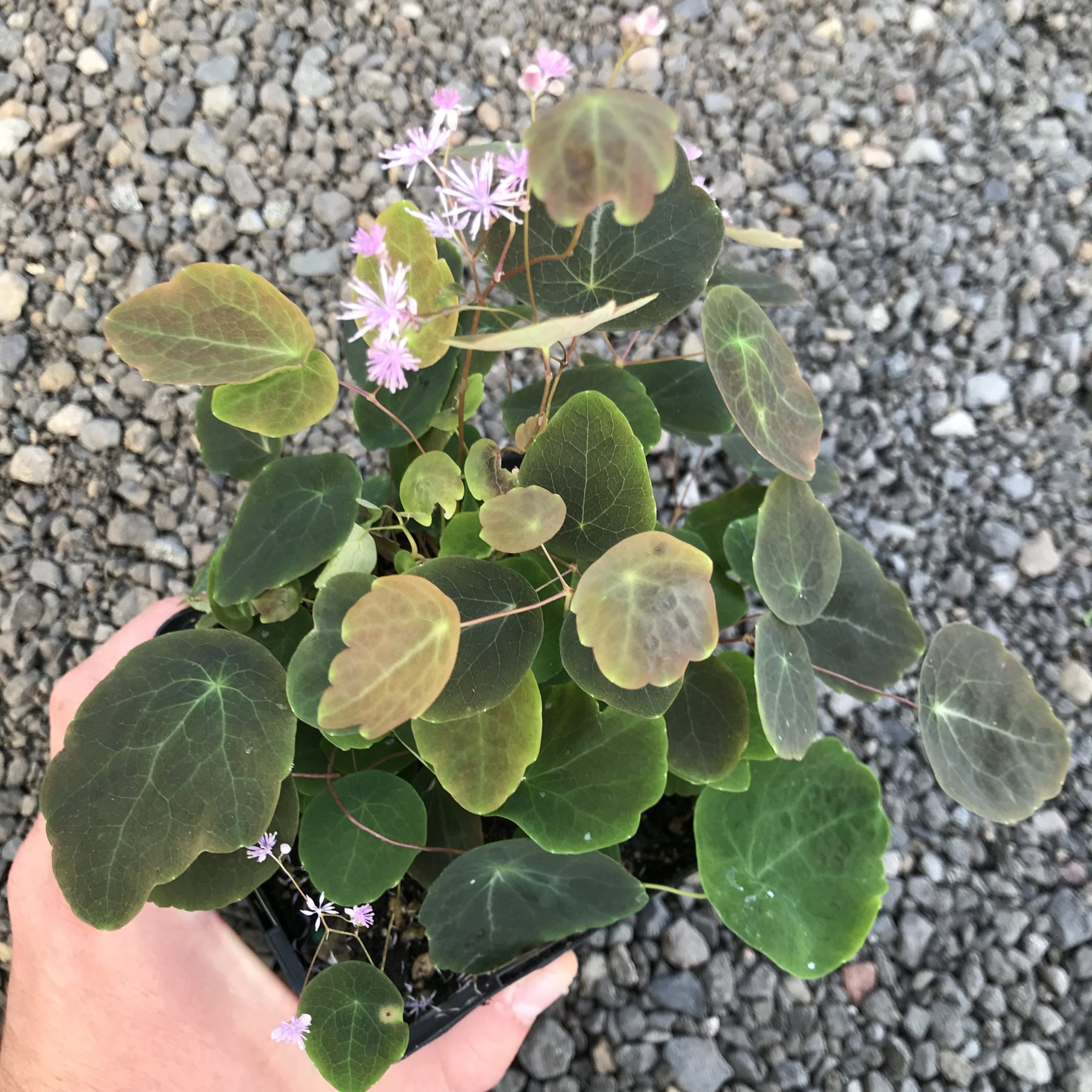 Thalictrum ichangense 'Evening Star Strain' - Meadow Rue (4.5" Pot)