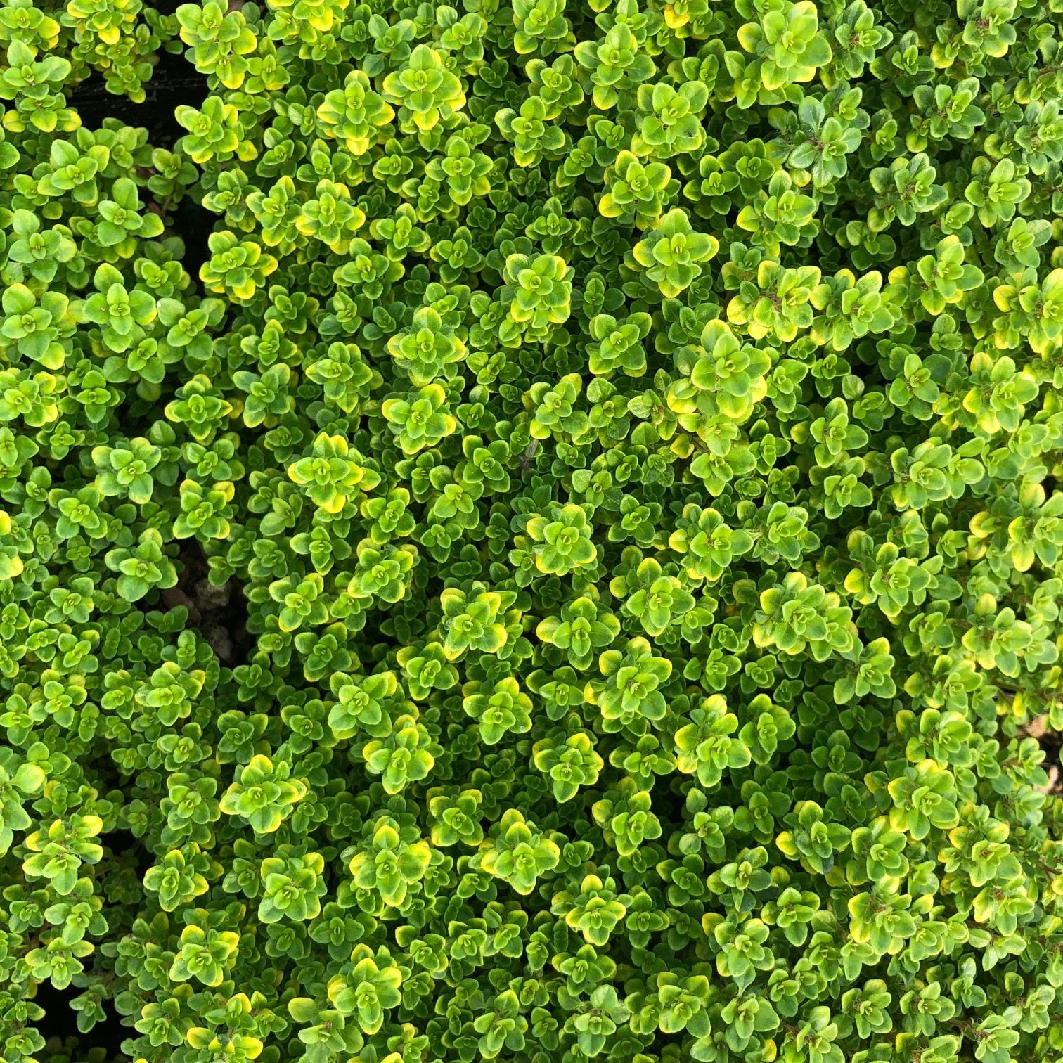 Thymus citriodorus 'Archer's Gold' - Creeping Thyme (3.5" Pot) - Image 3