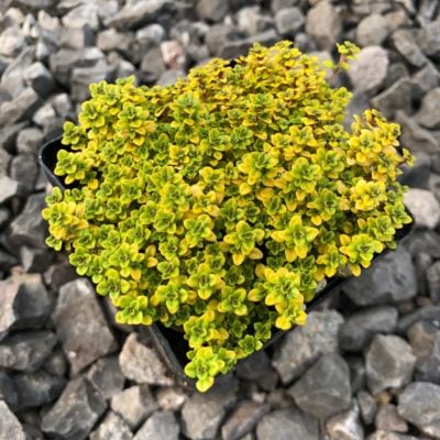 Thymus citriodorus 'Archer's Gold' - Creeping Thyme (3.5" Pot)