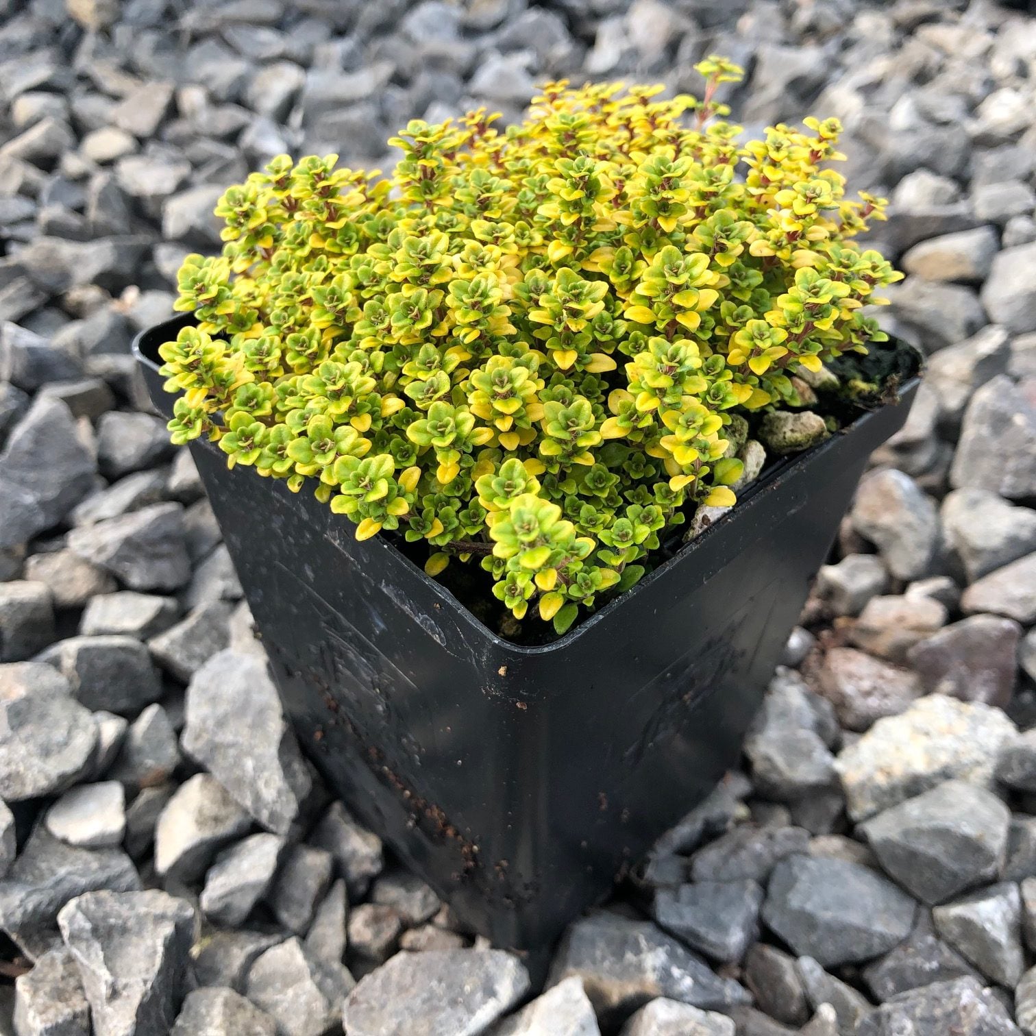 Thymus citriodorus 'Archer's Gold' - Creeping Thyme (3.5" Pot) - Image 2