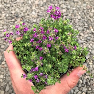 Thymus praecox 'Pink Chintz' - Pink Chintz Creeping Thyme (3.5" Pot)