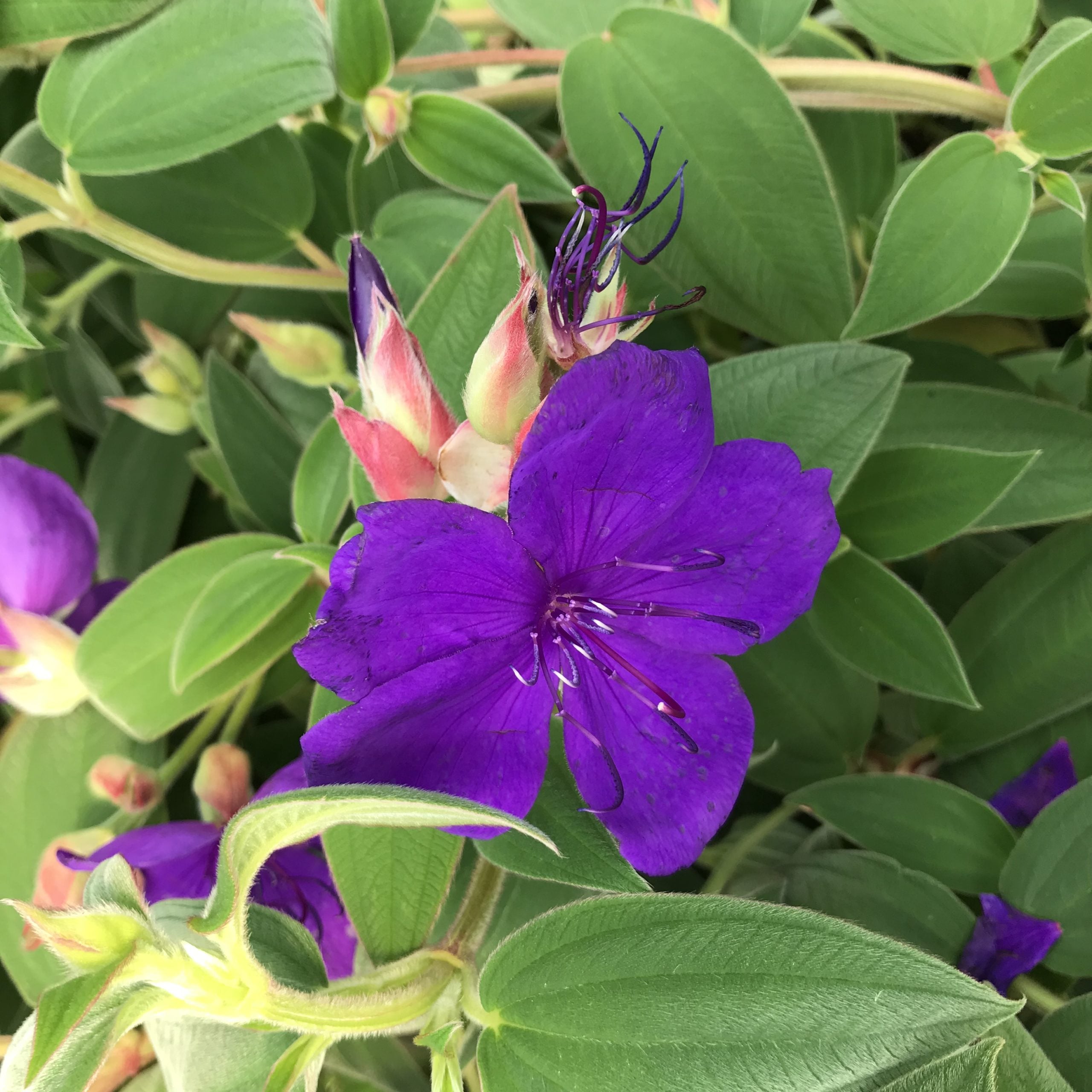 Tibouchina urvilleana 'Rich Blue Sun' - Princess Flower (4.5" Pot)