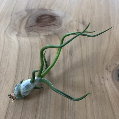 Air Plant - Tillandsia bulbosa (One Plant)