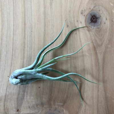 Air Plant - Tillandsia caput-medusae (One Plant)