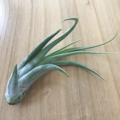 Air Plant - Tillandsia circinata (One Plant)