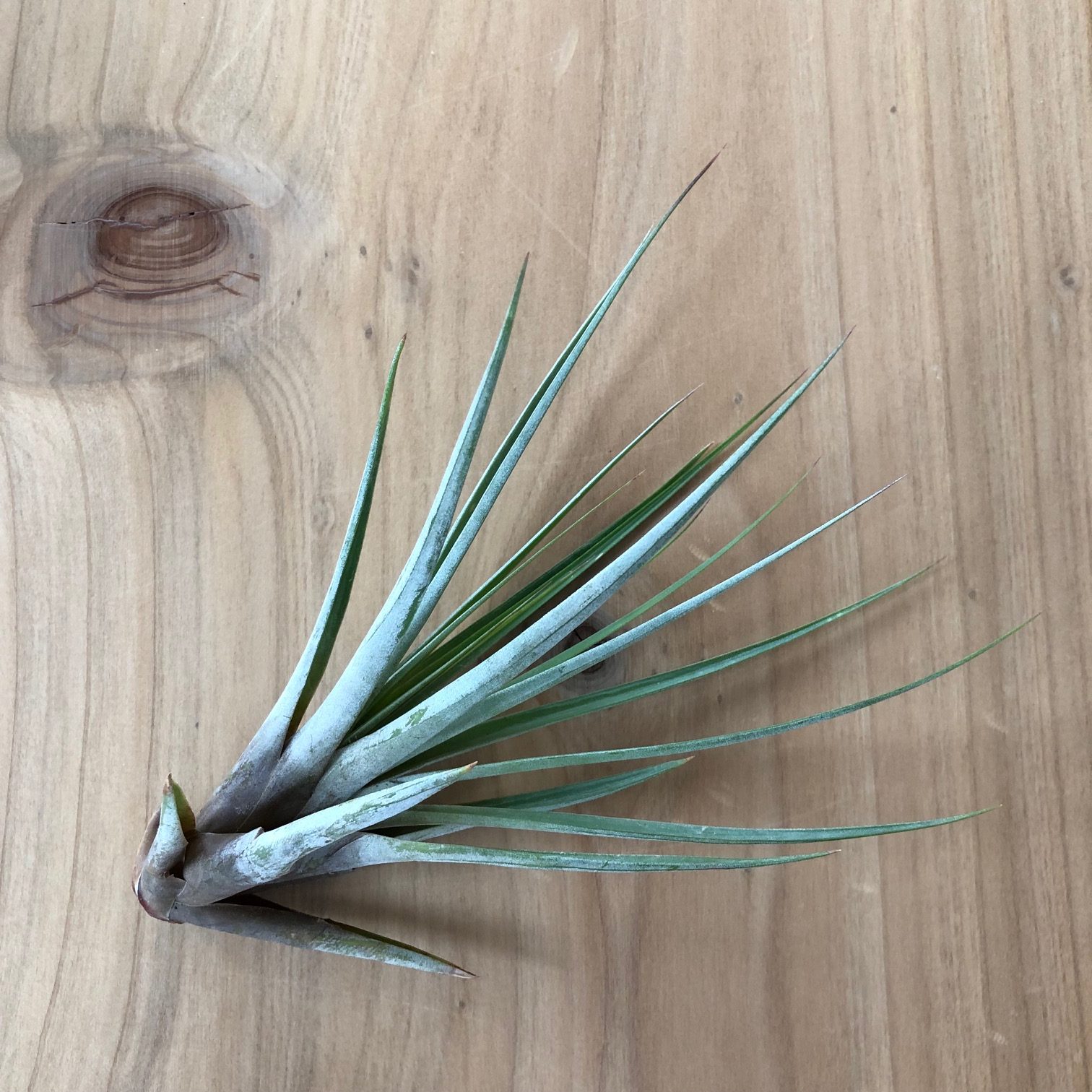 Air Plant - Tillandsia fasciculata tricolor (One Plant)