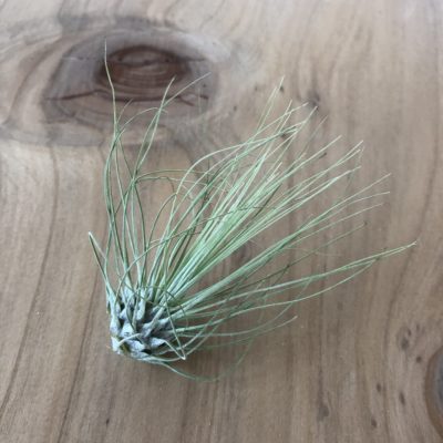 Air Plant - Tillandsia fuchsii (One Plant)