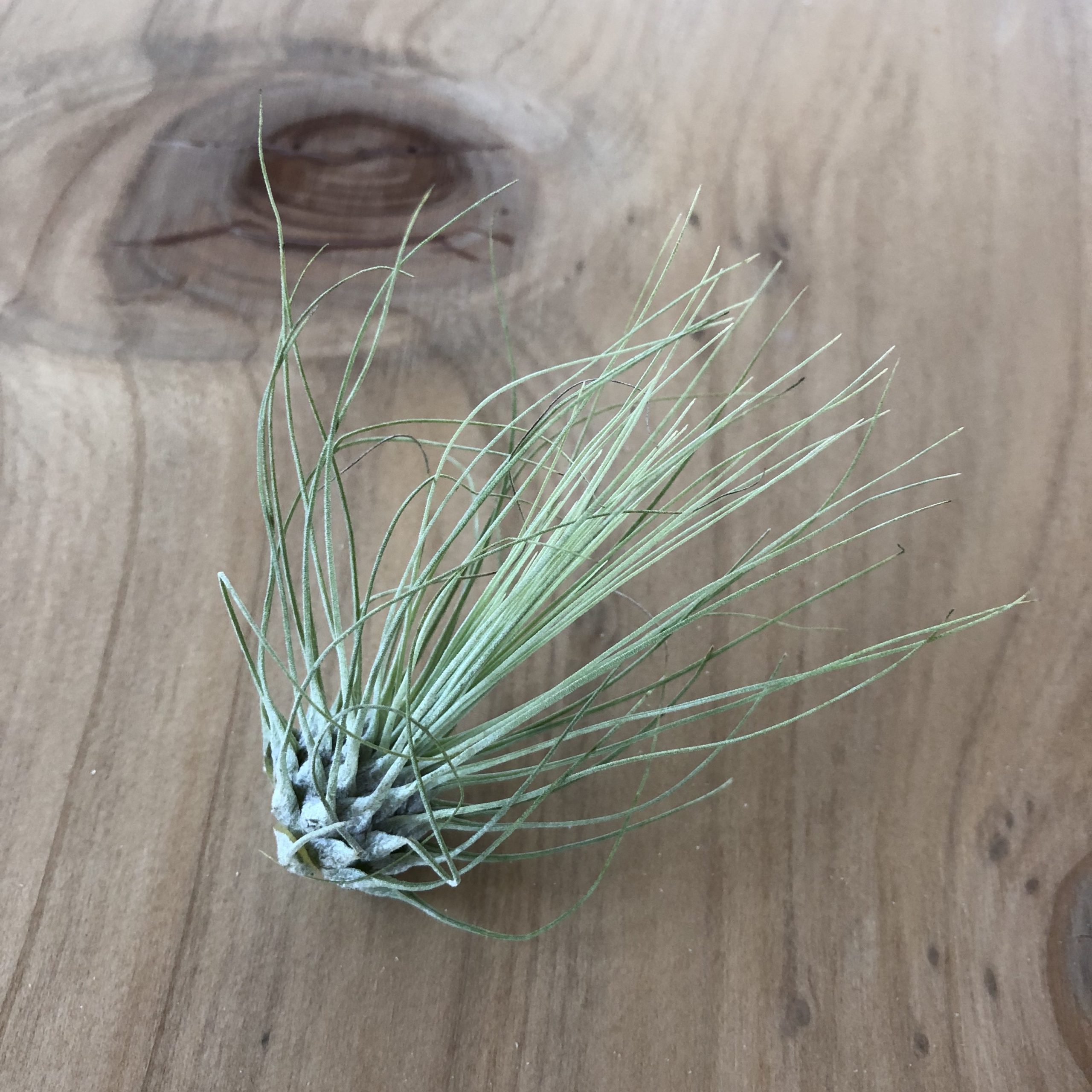 Air Plant - Tillandsia fuchsii (One Plant)