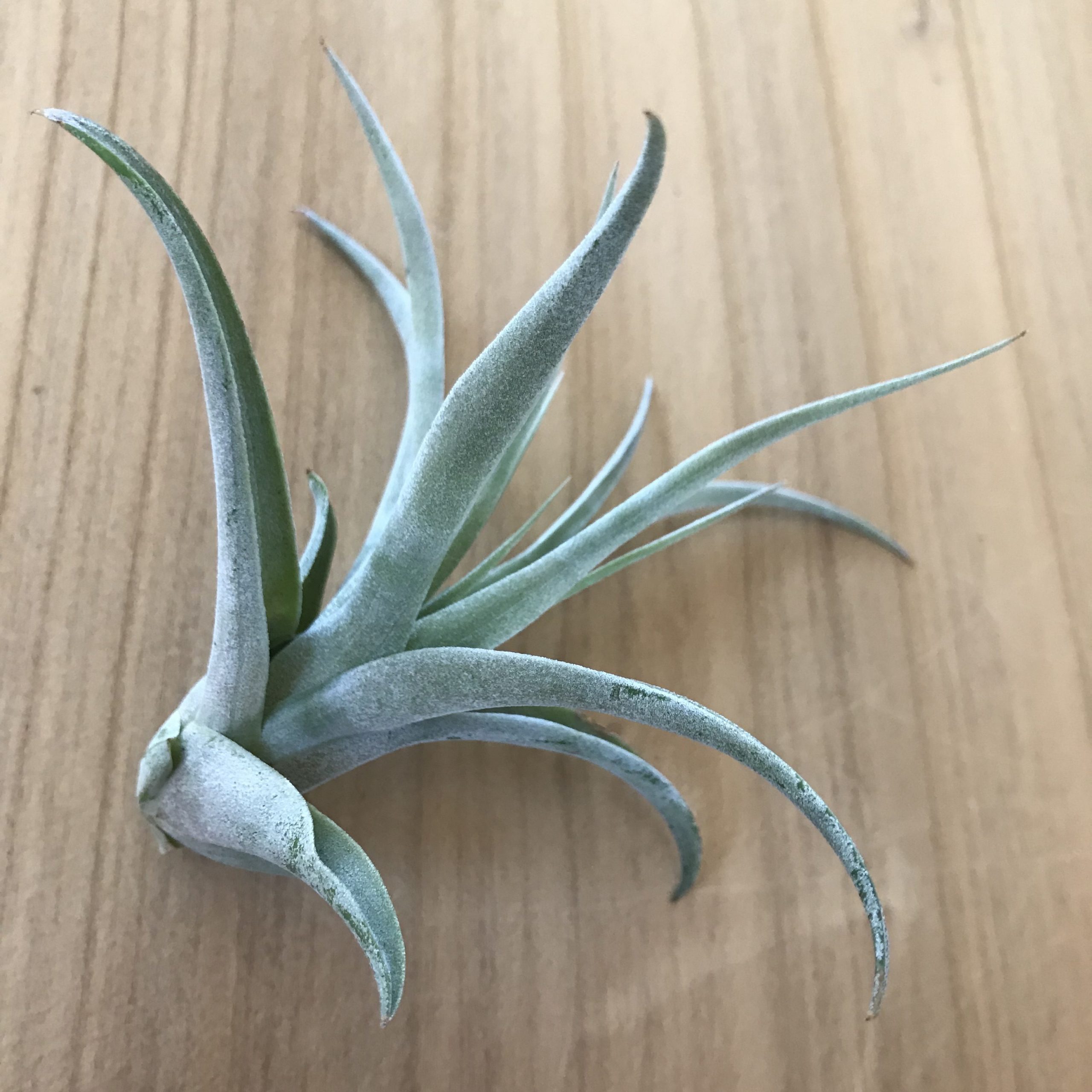 Air Plant - Tillandsia harrisii (One Plant) | Little Prince of Oregon  Nursery