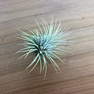 Air Plant - Tillandsia ionantha (One Plant)