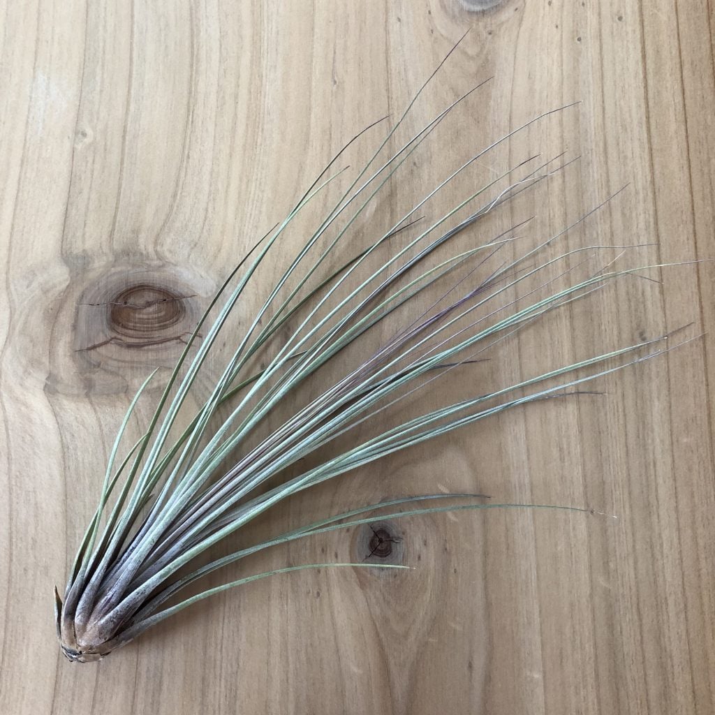 air plants terrarium Treasure Island Air Plant Terrarium Kit main image 1