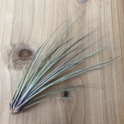 Air Plant - Tillandsia juncea (One Plant)