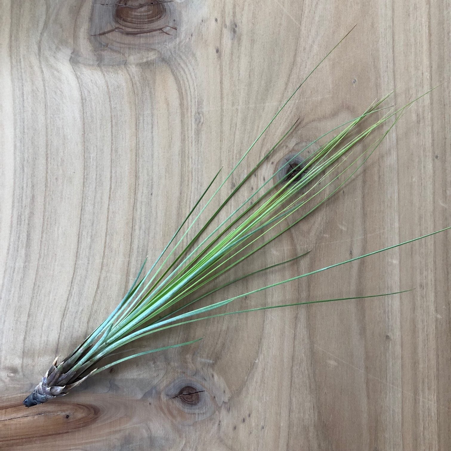 Air Plant - Tillandsia juncifolia (One Plant)