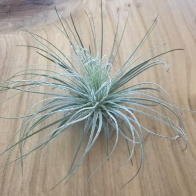 Air Plant - Tillandsia magnusiana (One Plant)