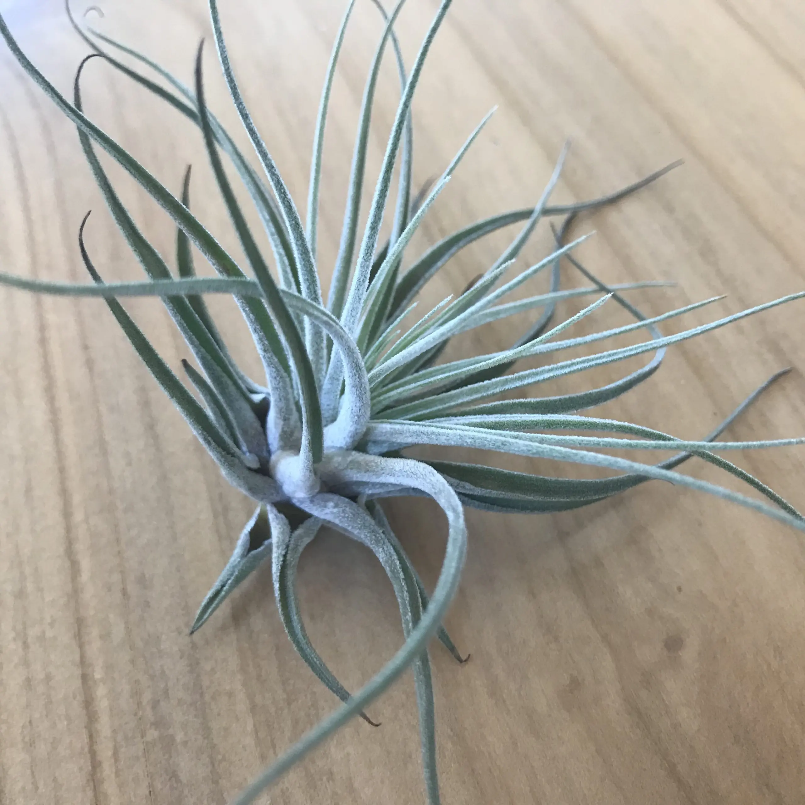 Air Plant - Tillandsia oaxacana (One Plant) | Little Prince of