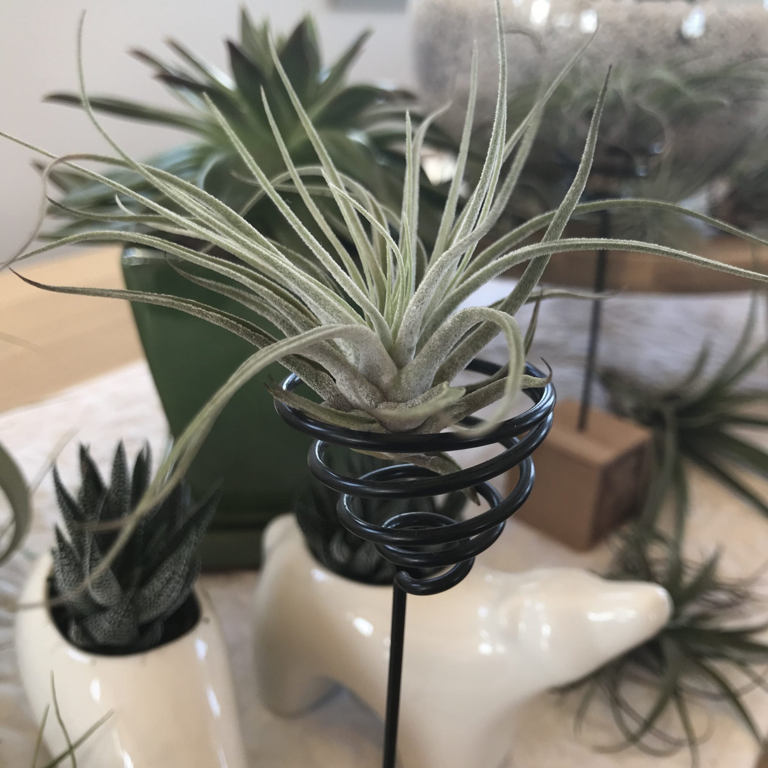 Air Plant - Tillandsia oaxacana (One Plant) - Image 3