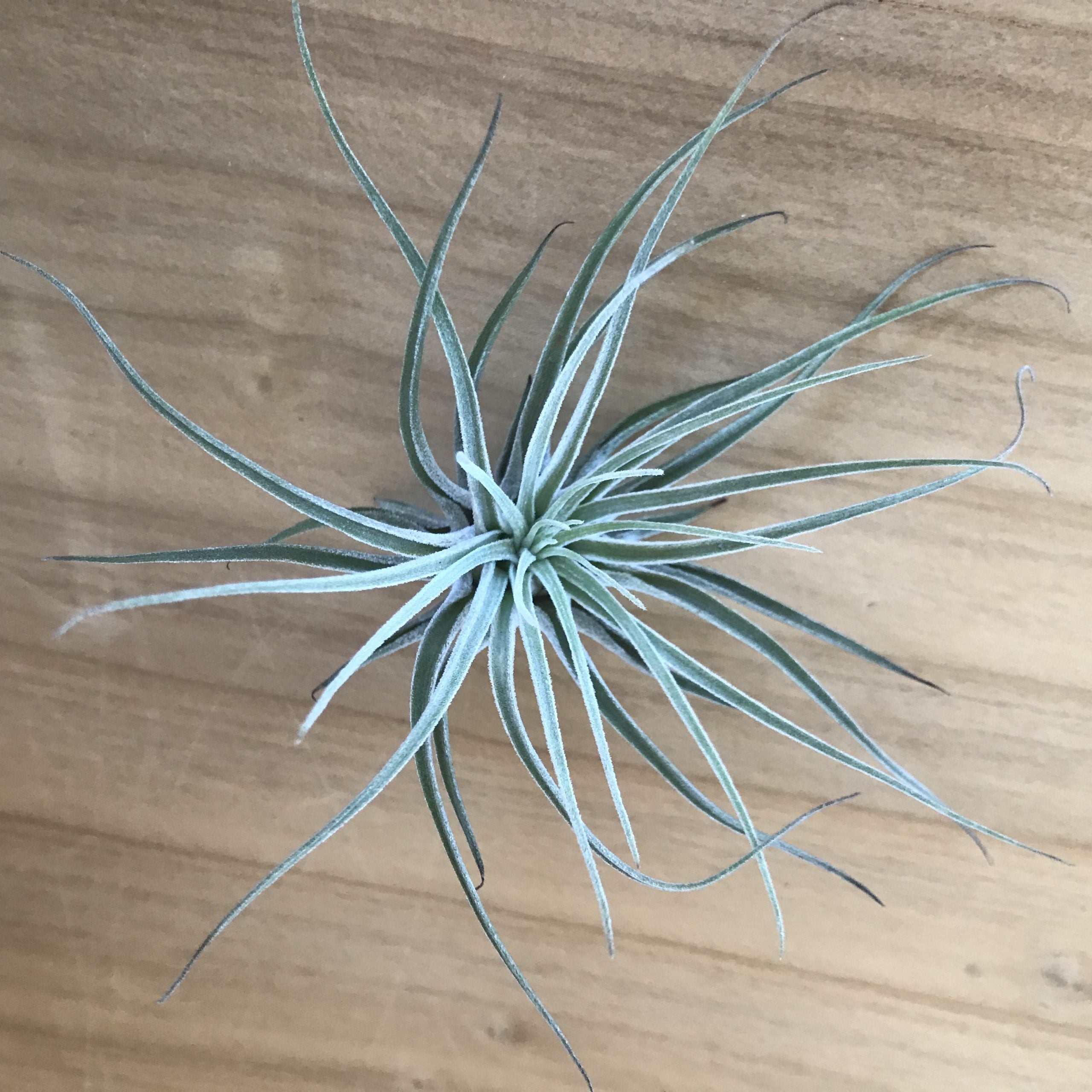 Air Plant - Tillandsia oaxacana (One Plant) - Image 2