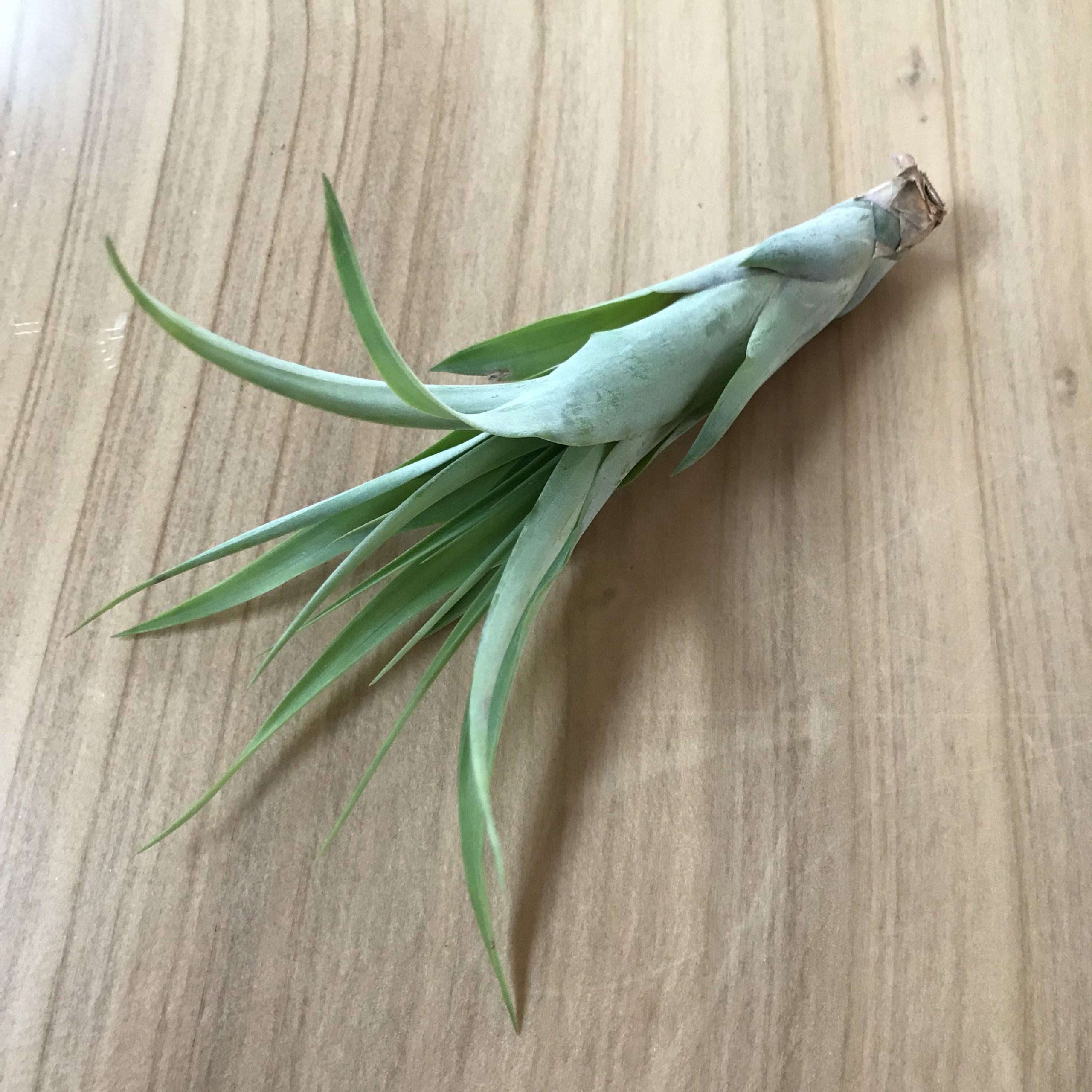 Air Plant - Tillandsia polystachia (One Plant)
