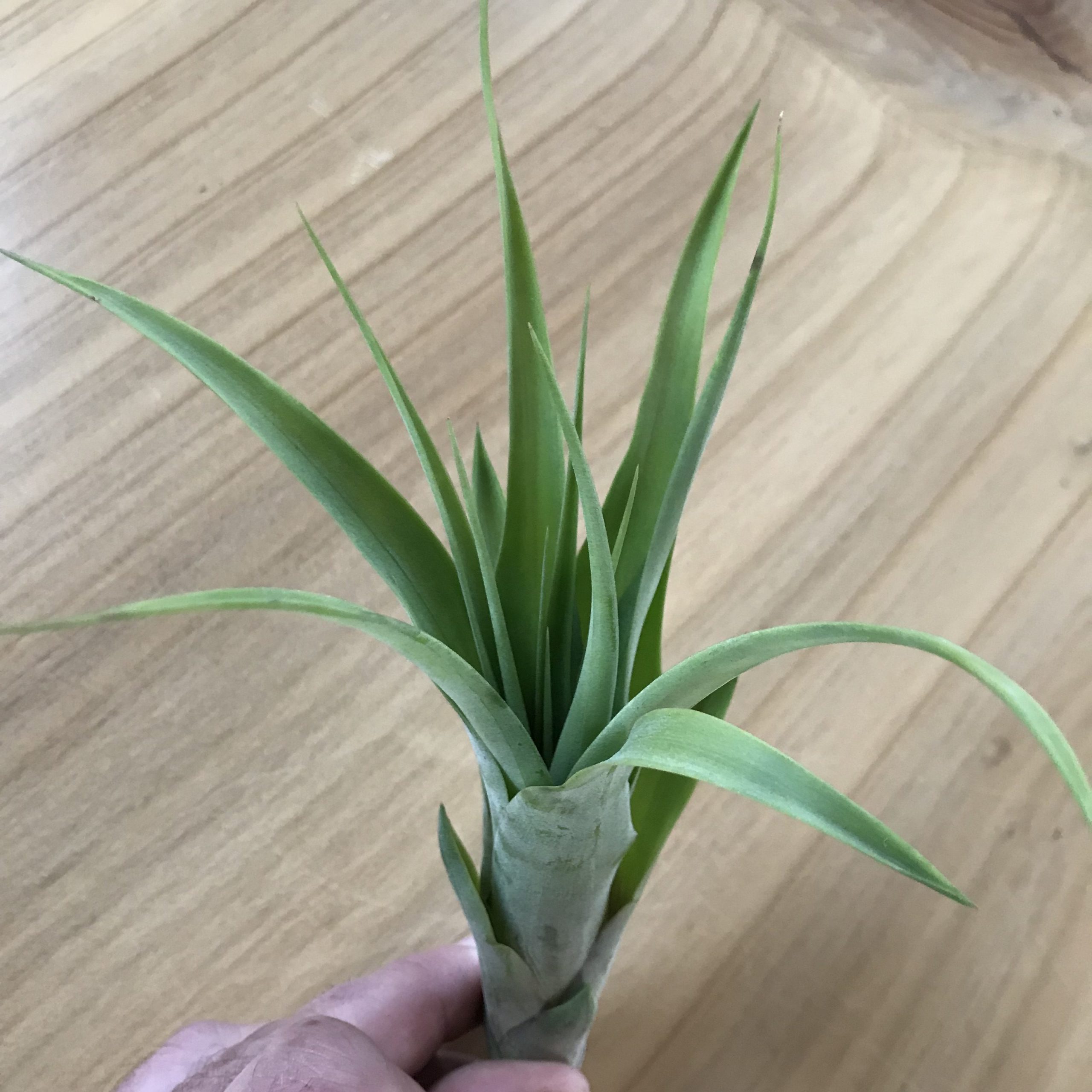 anthurium clarinervium sale Anthurium Clarinervium