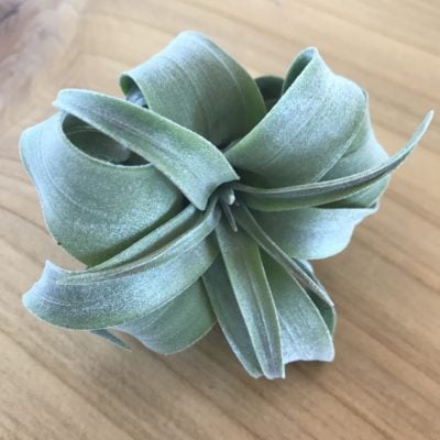 Air Plant - Tillandsia streptophylla (One Plant)