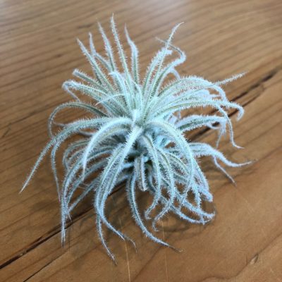 Air Plant - Tillandsia tectorum - Fuzzy Wuzzy (One Plant) RARE