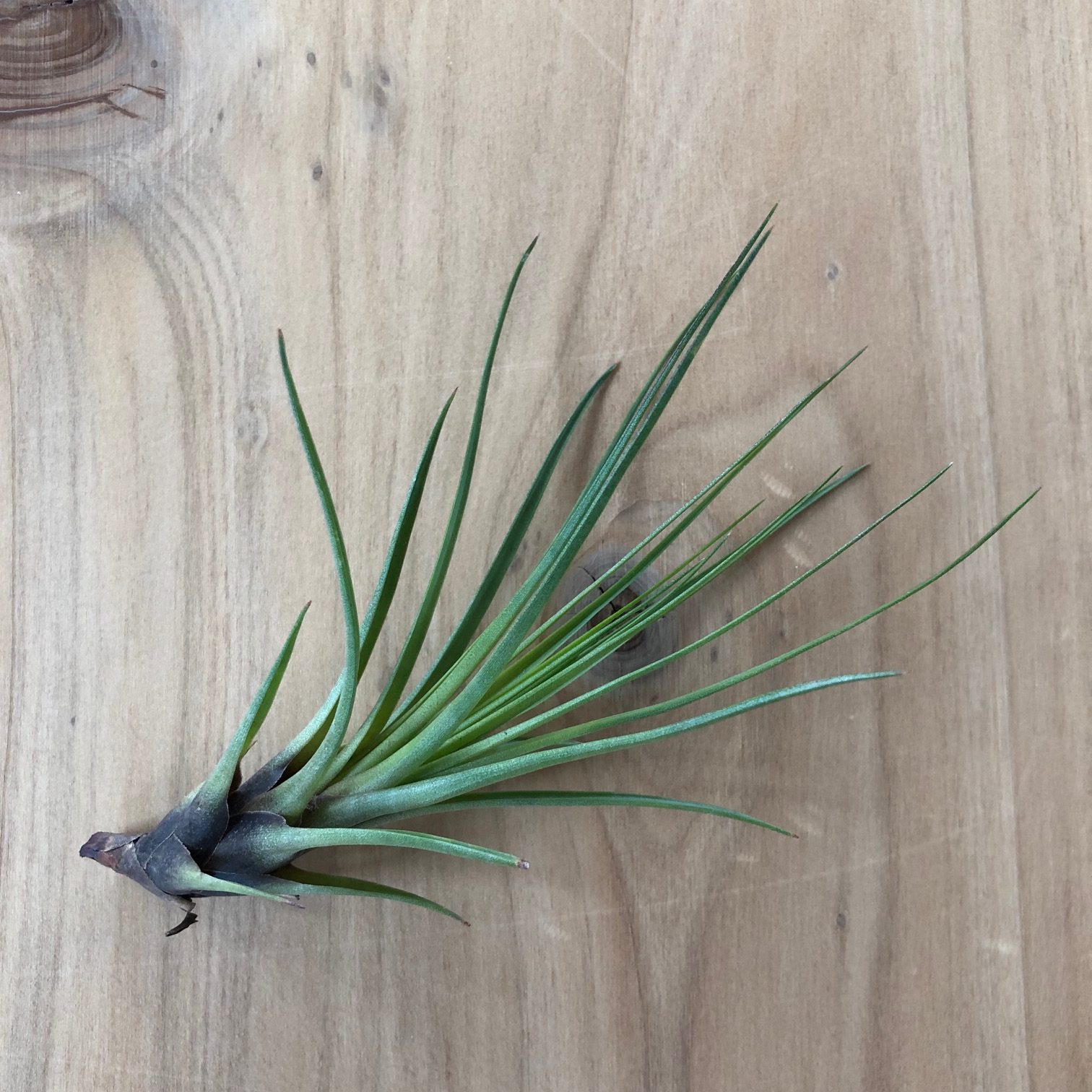 Air Plant - Tillandsia tricolor v. melanocrater (One Plant) - Image 2