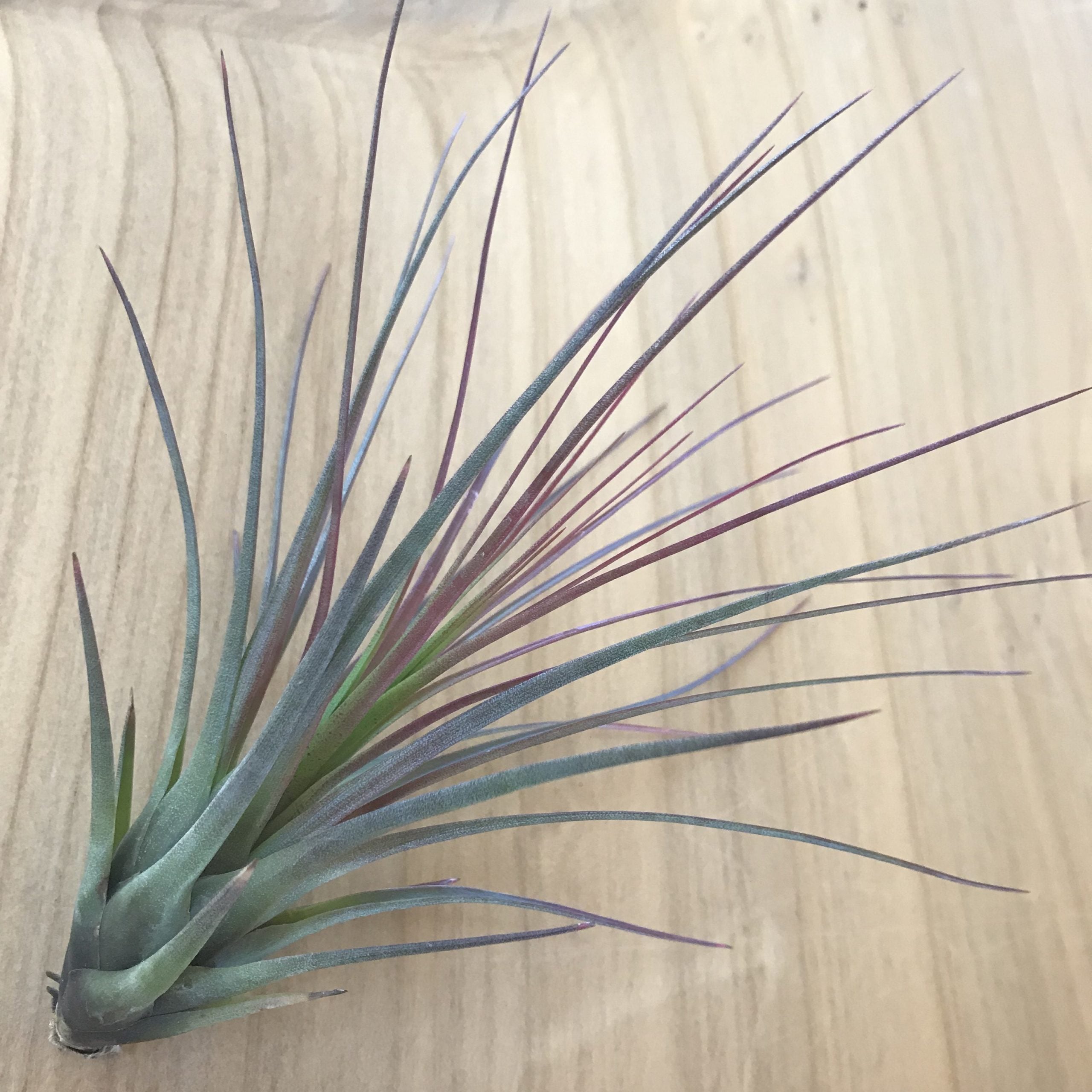 Air Plant - Tillandsia tricolor v. melanocrater (One Plant)