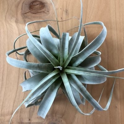 Air Plant - Tillandsia xerographica (One Plant)