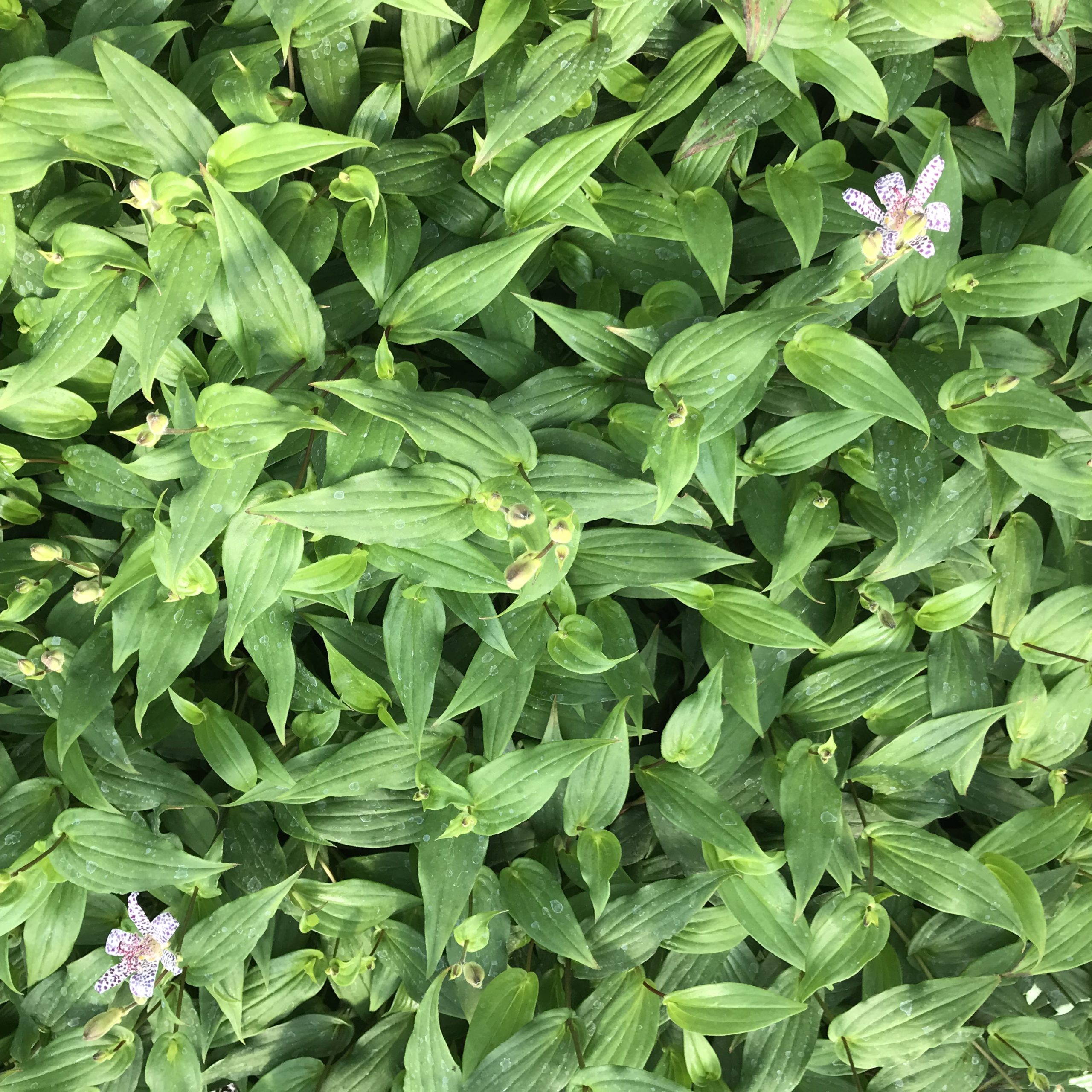 Tricyrtis 'Empress' - Toad Lily (4.5" Pot) - Image 4