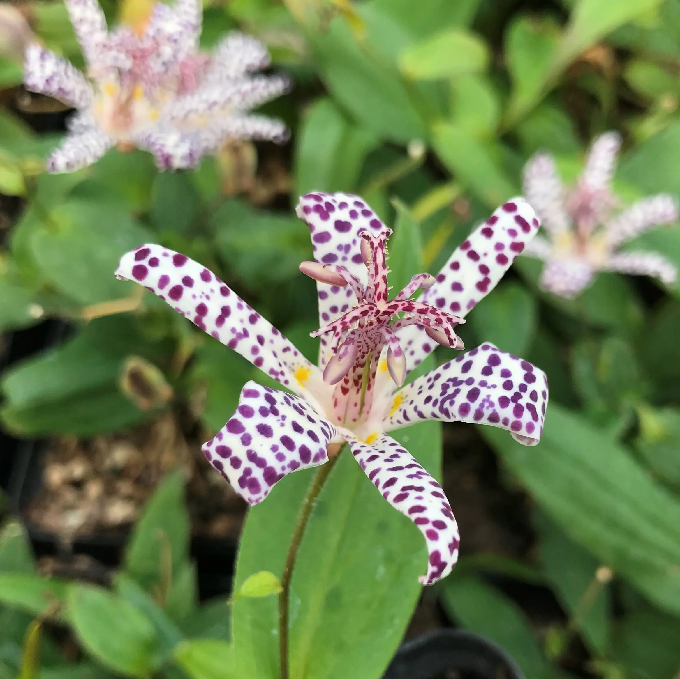 lilyです Tricyrtis 'Empress' - Toad Lily (4.5
