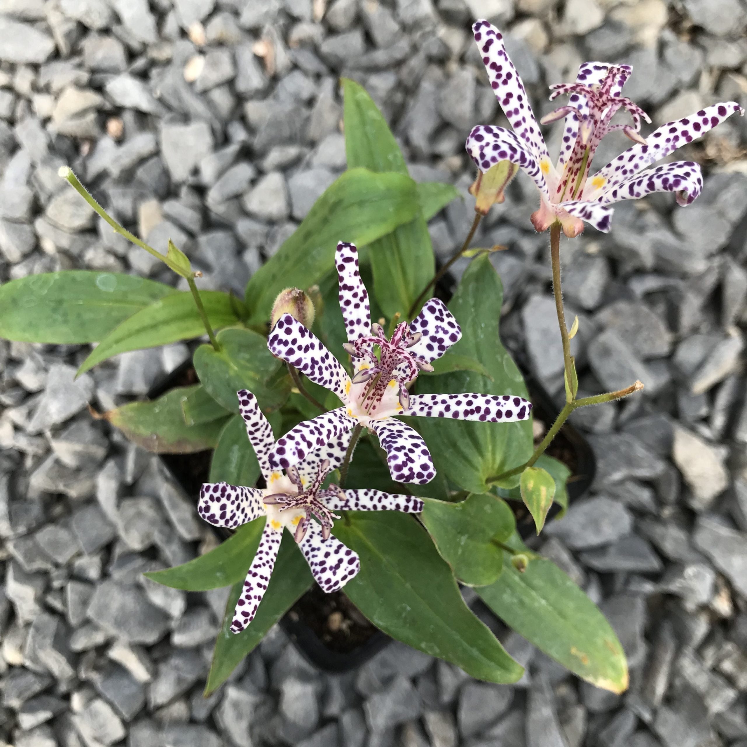 Tricyrtis 'Empress' - Toad Lily (4.5" Pot) - Image 2