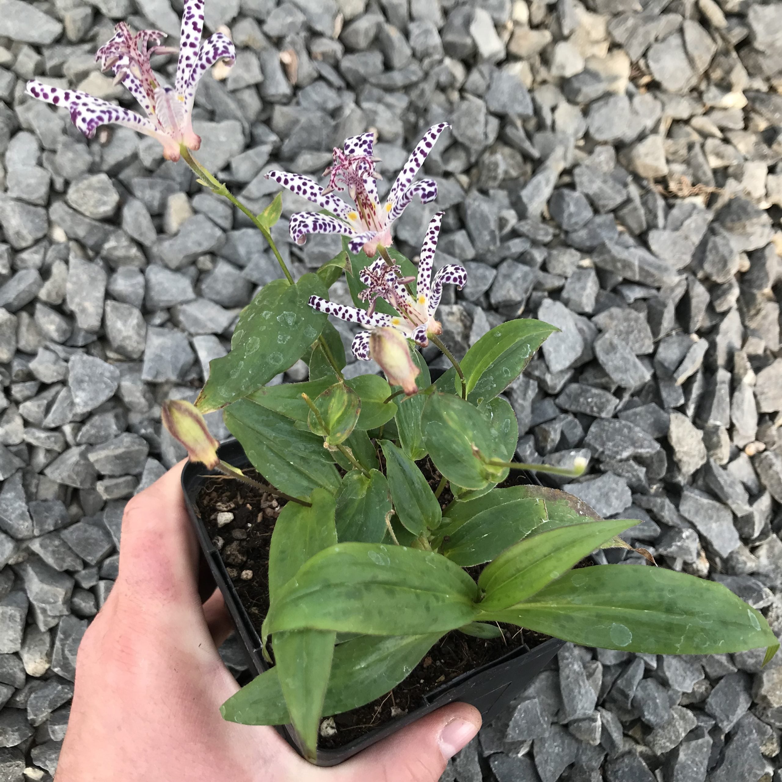 Tricyrtis 'Empress' - Toad Lily (4.5