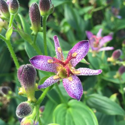 Tricyrtis formosana 'Gilt Edge' - Toad Lily (4.5" Pot)