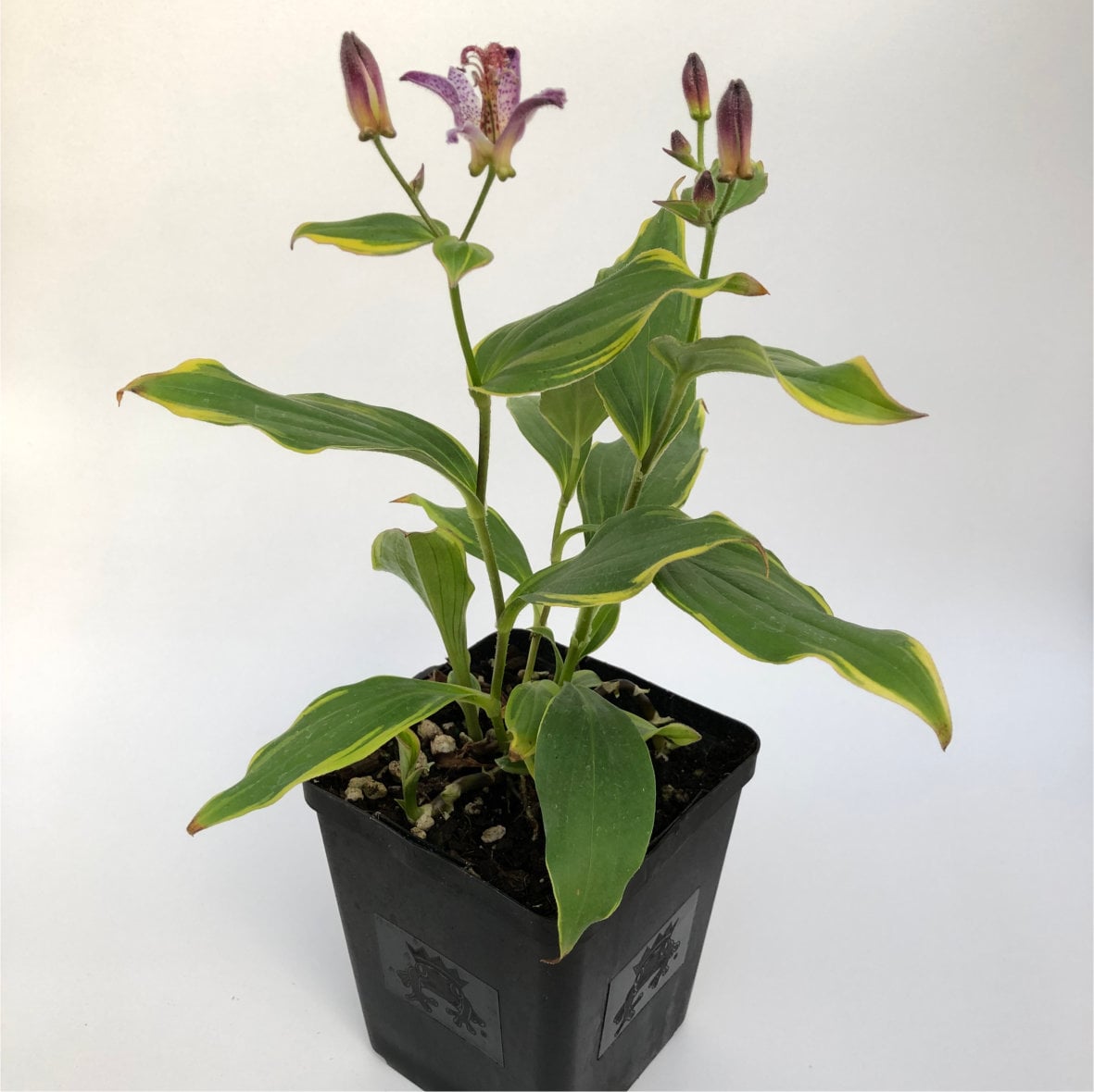 Tricyrtis formosana 'Samurai' - Toad Lily (4.5" Pot) - Image 2