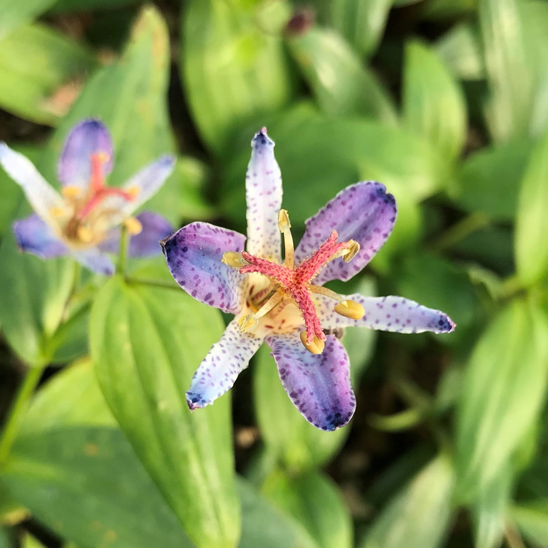 Tricyrtis hirta 'Blue Wonder' - Toad Lily (4.5" Pot)