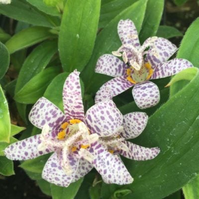 Tricyrtis hirta 'Miyazaki' - Toad Lily (4.5" Pot)