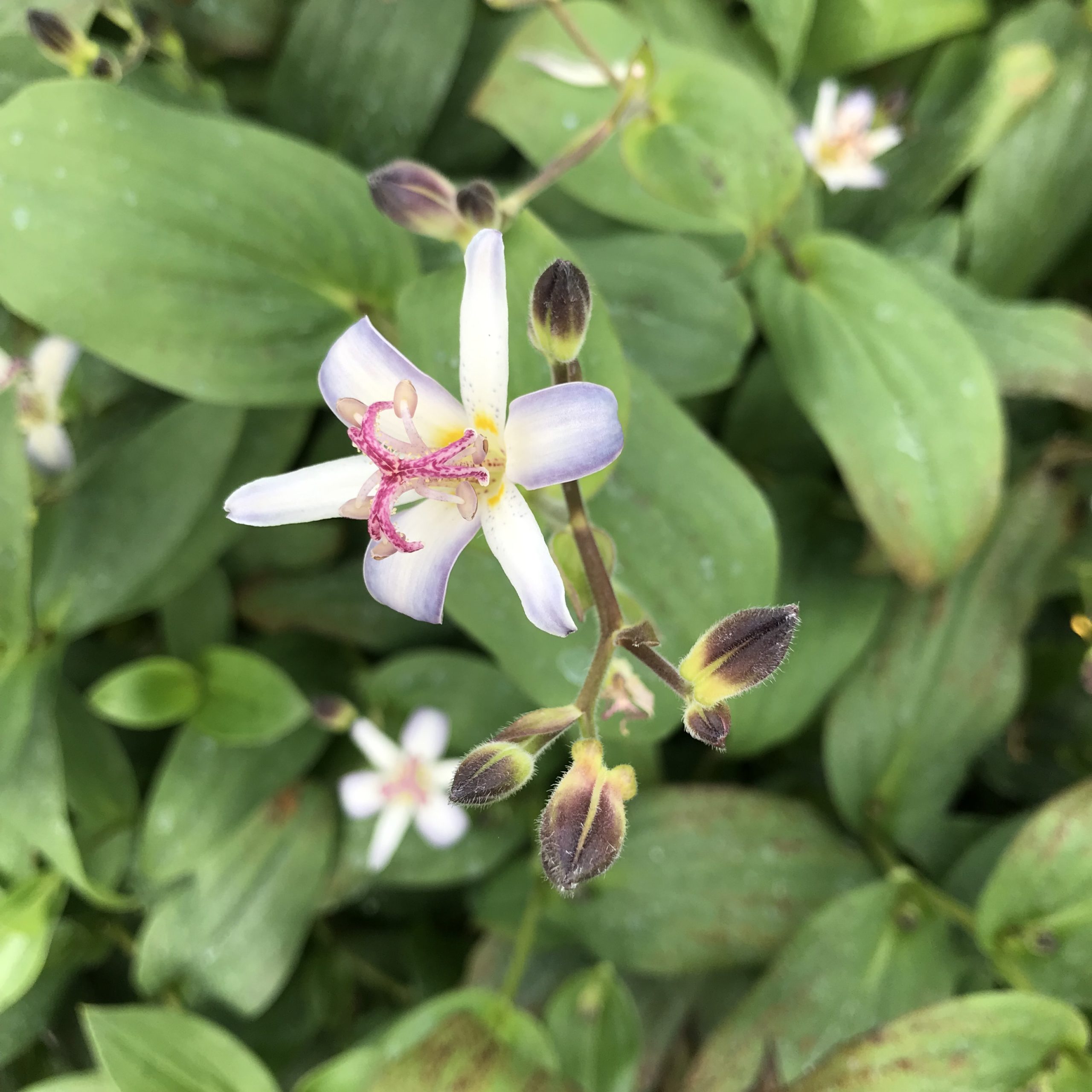 Tricyrtis hirta 'Tojen' - Toad Lily (4.5