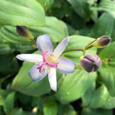 Tricyrtis hirta 'Tojen' - Toad Lily (4.5" Pot)